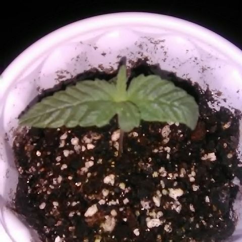 Grape growlog timeline photo