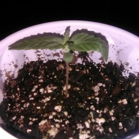 Grape growlog timeline photo