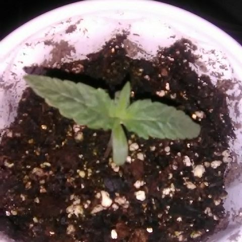 Glueberry #1 male growlog timeline photo