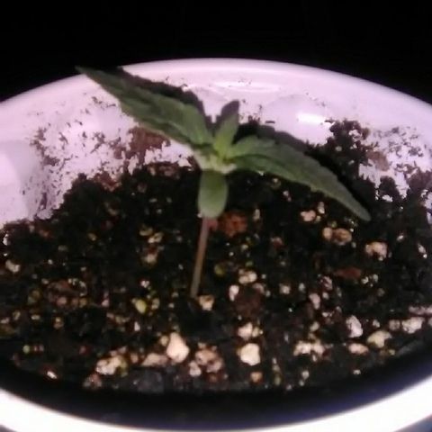 Glueberry #1 male growlog timeline photo