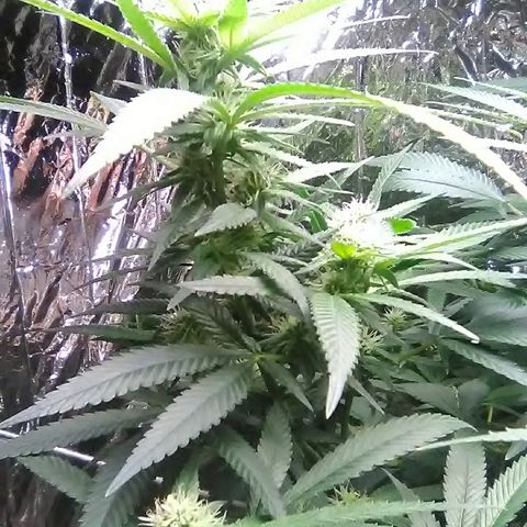 Unknown strain growlog timeline photo