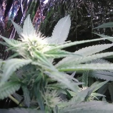 Unknown strain growlog timeline photo