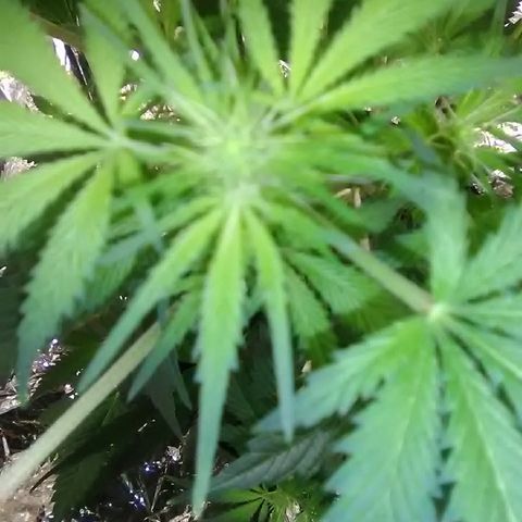 Unknown strain #1 growlog timeline photo