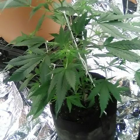 Unknown strain #1 growlog timeline photo