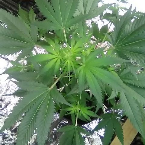 Unknown strain #1 growlog timeline photo