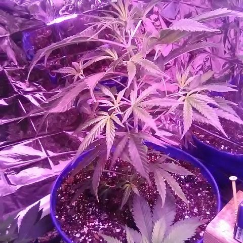 Unknown strain #4 blue pot male plant growlog timeline photo