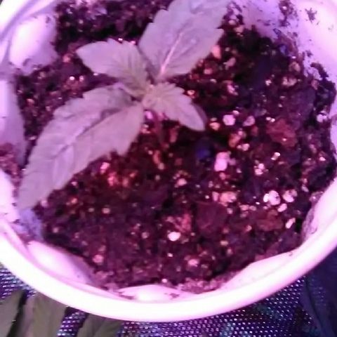 Glueberry #1 male growlog timeline photo