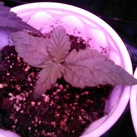 Grape growlog timeline photo