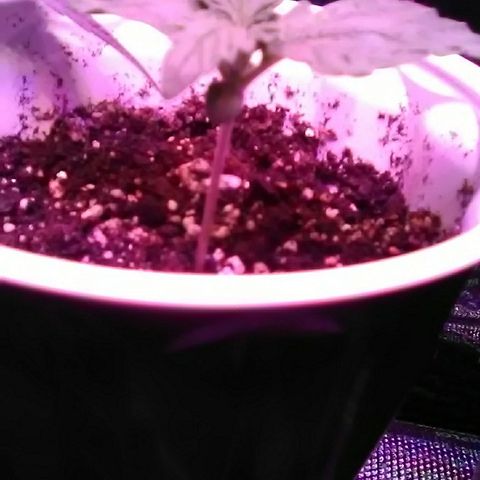 Grape growlog timeline photo