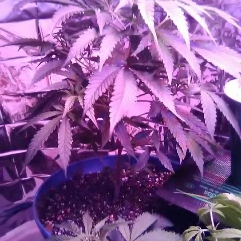Unknown strain #4 blue pot male plant growlog timeline photo