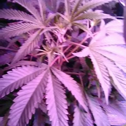 Unknown strain #4 blue pot male plant growlog timeline photo