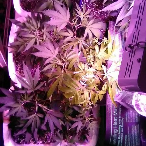 Grape growlog timeline photo