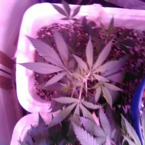 Grape growlog timeline photo