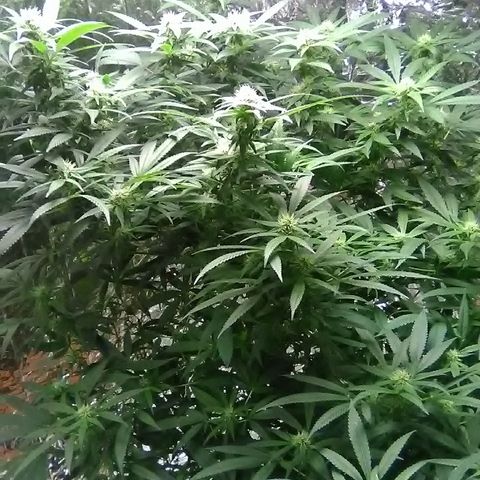 Unknown strain growlog timeline photo