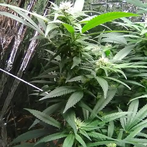 Unknown strain growlog timeline photo
