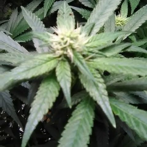 Unknown strain growlog timeline photo