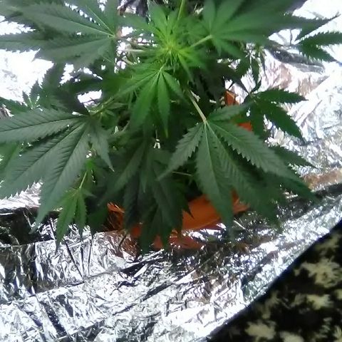 Unknown strain #1 growlog timeline photo