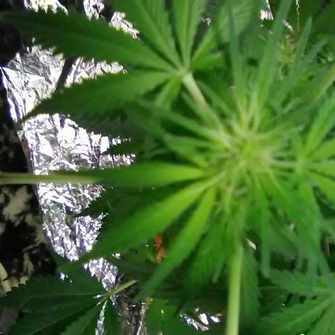 Unknown strain #1 growlog timeline photo