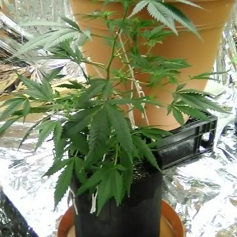 Unknown strain #1 growlog timeline photo