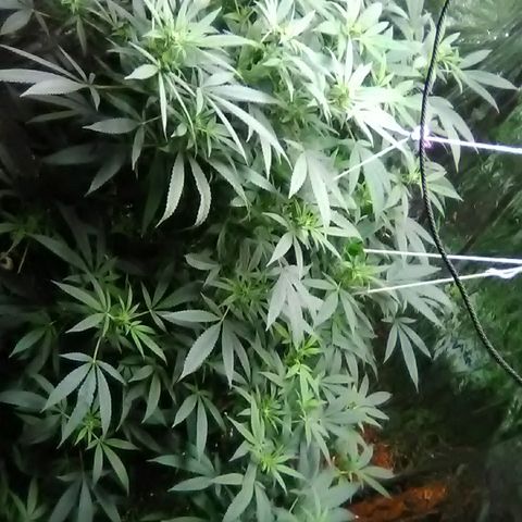 Unknown strain growlog timeline photo
