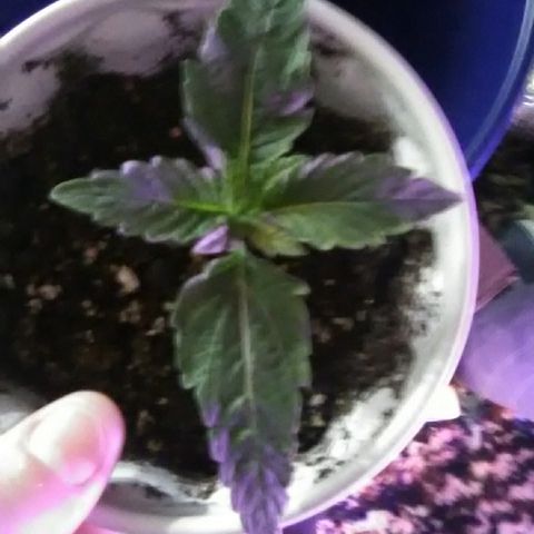 Glueberry #1 male growlog timeline photo