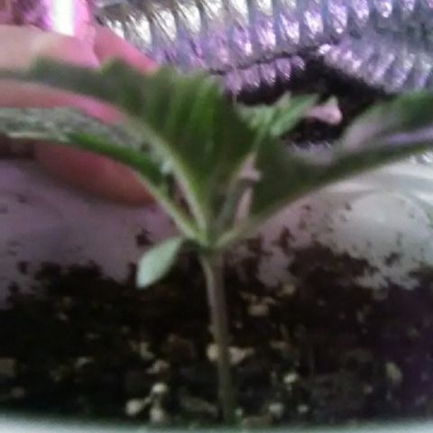 Glueberry #1 male growlog timeline photo