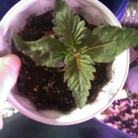 Grape growlog timeline photo