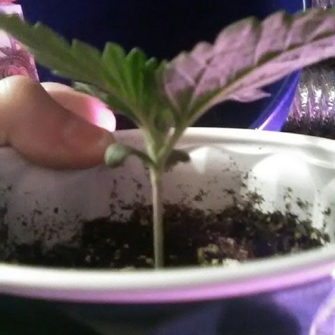 Grape growlog timeline photo