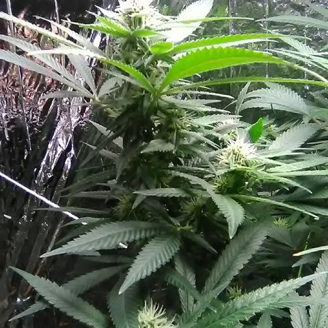 Unknown strain growlog timeline photo
