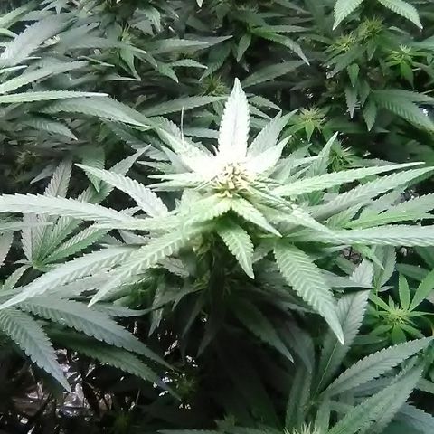 Unknown strain growlog timeline photo
