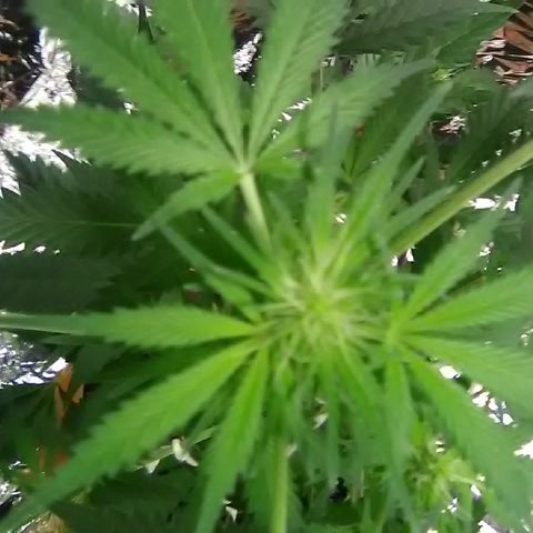 Unknown strain #1 growlog timeline photo