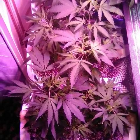 Grape growlog timeline photo