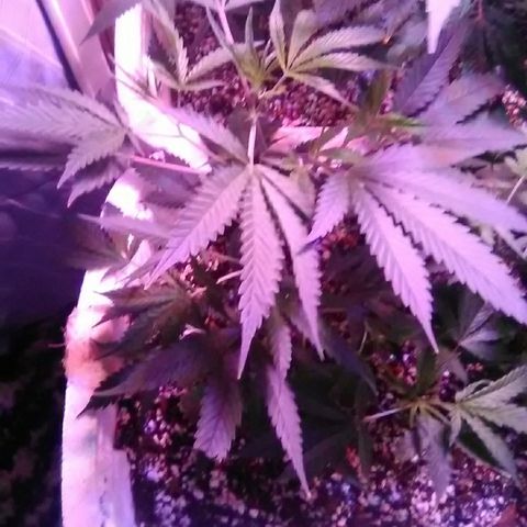 Grape growlog timeline photo