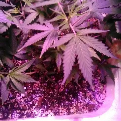 Grape growlog timeline photo