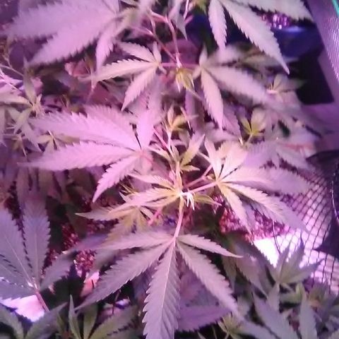 Grape growlog timeline photo