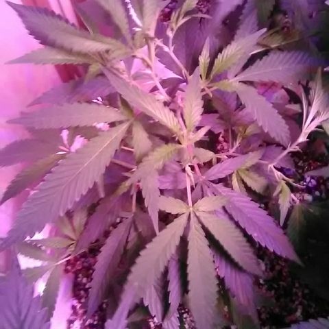 Grape growlog timeline photo