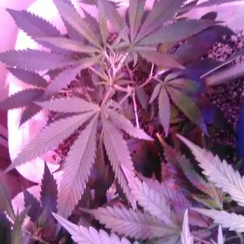 Grape growlog timeline photo