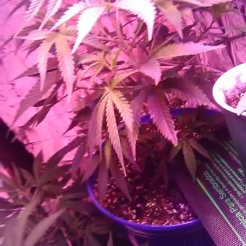 Unknown strain #4 blue pot male plant growlog timeline photo