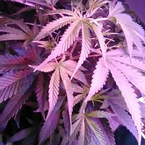 Unknown strain #4 blue pot male plant growlog timeline photo