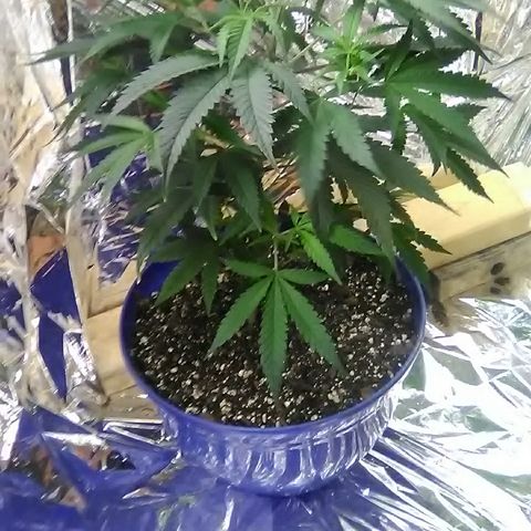 Unknown strain #4 blue pot male plant growlog timeline photo
