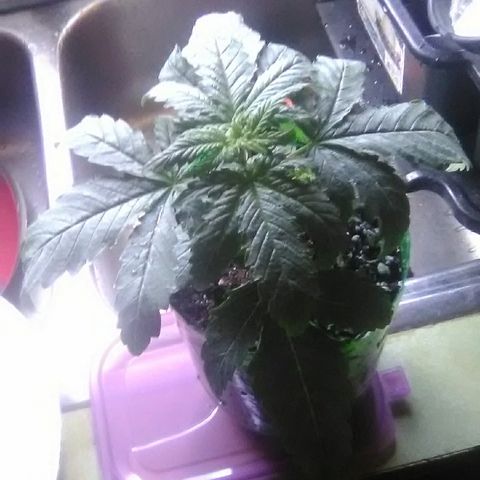 Glueberry #1 male growlog timeline photo