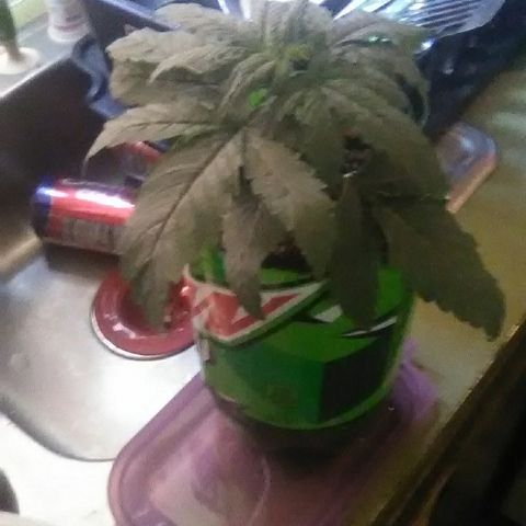 Glueberry #1 male growlog timeline photo