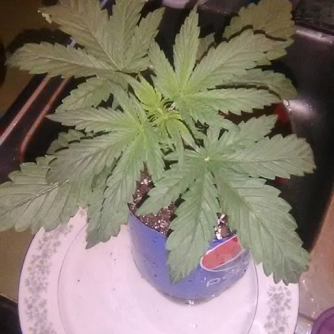 Grape growlog timeline photo