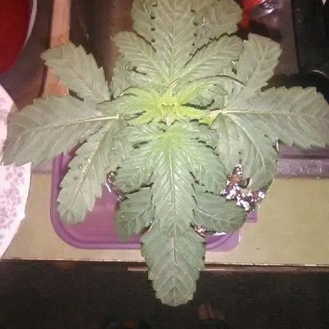 Glueberry #1 male growlog timeline photo
