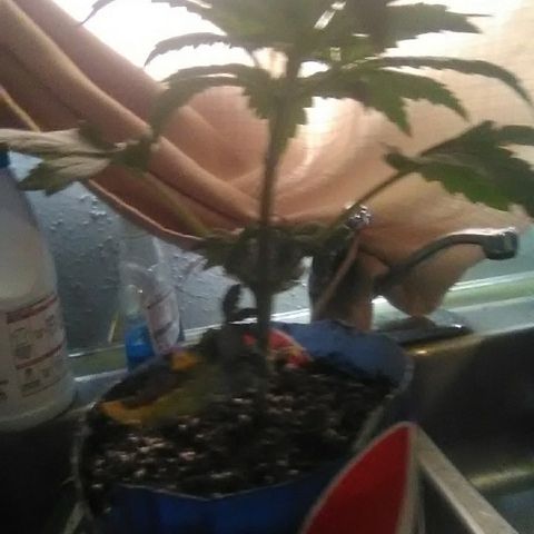 Grape growlog timeline photo