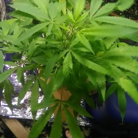 Clipping number 2 from dad  growlog timeline photo