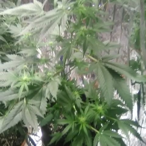 Unknown strain #1 growlog timeline photo