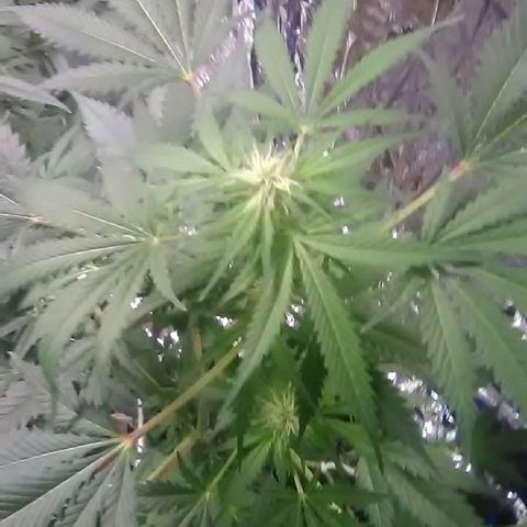 Unknown strain #1 growlog timeline photo