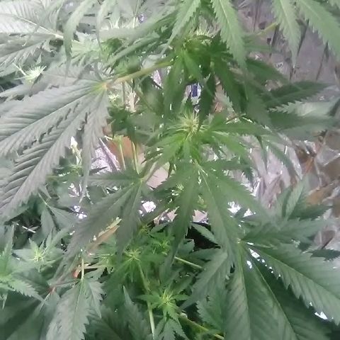 Unknown strain #1 growlog timeline photo