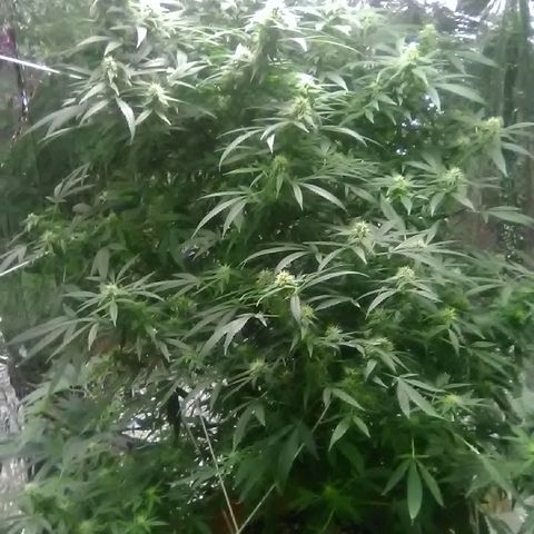 Unknown strain growlog timeline photo